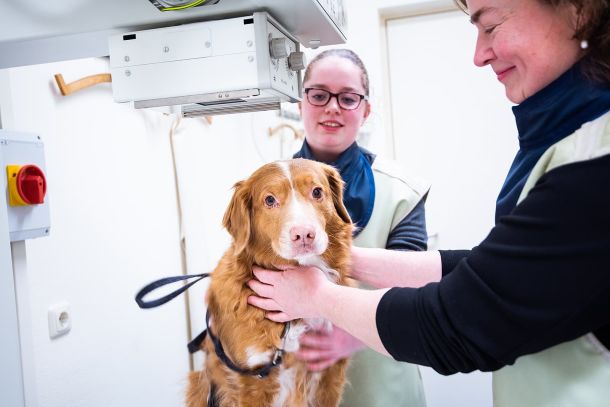 Vuurwerkangst bij dieren